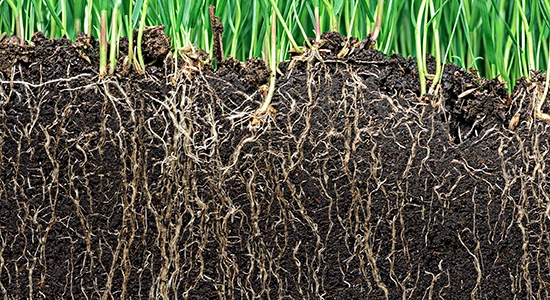 roots below surface of plants growing in dirt. soil testing, soil testing services, soil contamination, environmental site assessment, soil management, soil characterization