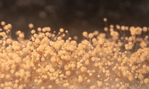 close up of mold spores. Pace Mold and fungal testing services.