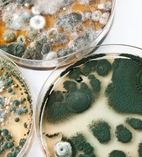 closeup of mold and fungi growing on petri dishes. Pace Mold and fungal testing services.