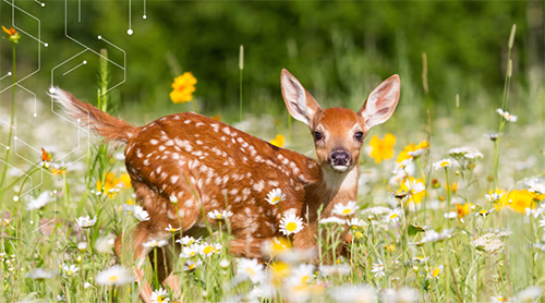 Testing Plant and Animal Tissue for PFAS