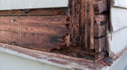Wood Decay and Wood Rot Fungi: The What, the Where, and the Why